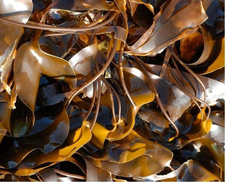 Emerald Isle Organic Irish Seaweed Kelp Seaweed Tablets 500 mg 180 Capsules Certified Organic Harvested in North Atlantic Coast of Ireland