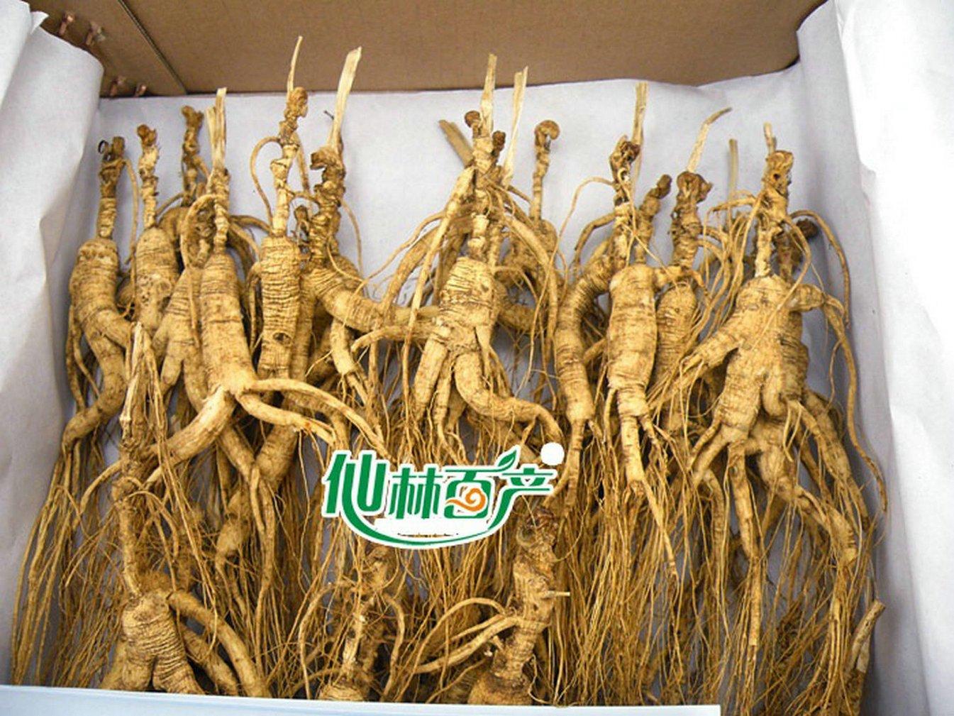 WonderLand Herbs 100 Grams (3.5 oz.) Dry Transplant Wild Ginseng Root Herbs, About 20 Years, Relative Integrity