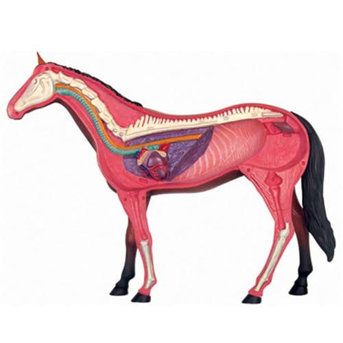 SORECI SORECI 4D Horse Anatomy Model - Animal Skeleton Specimen, Detachable Biology, 26 Parts for Pet Clinic Veterinary TrainingSchool Teaching Demonstration