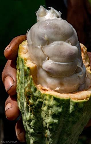 firetree Firetree, Tasting Gift Box (7 x 25g bars)