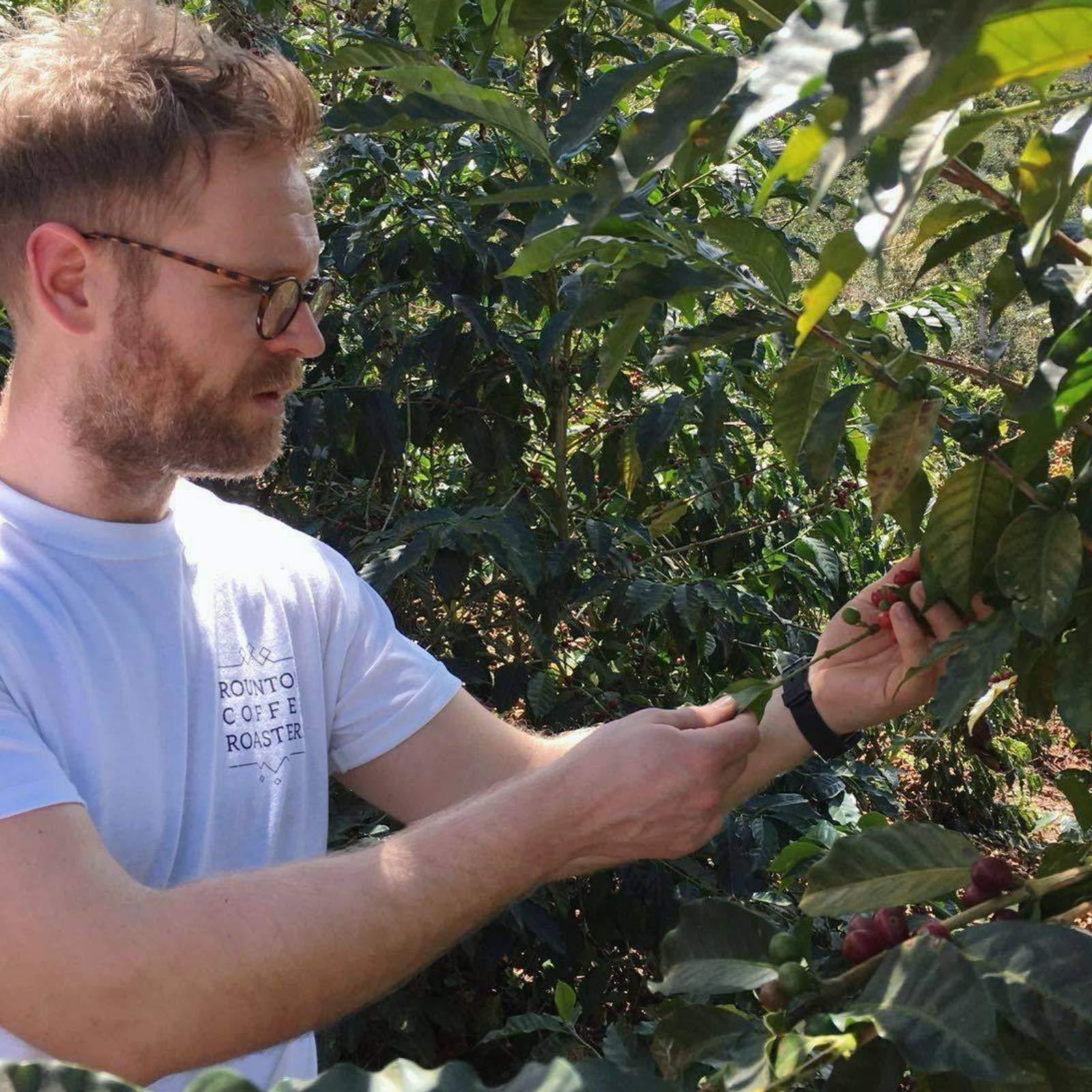 Rounton Coffee Rounton Coffee Roasters | 500g Decaffeinated Green Unroasted Coffee Beans | Sparkling Water Process Decaf Beans | Sourced by Rounton Coffee Roasters | Raw Unroasted Coffee Beans for home Roasting