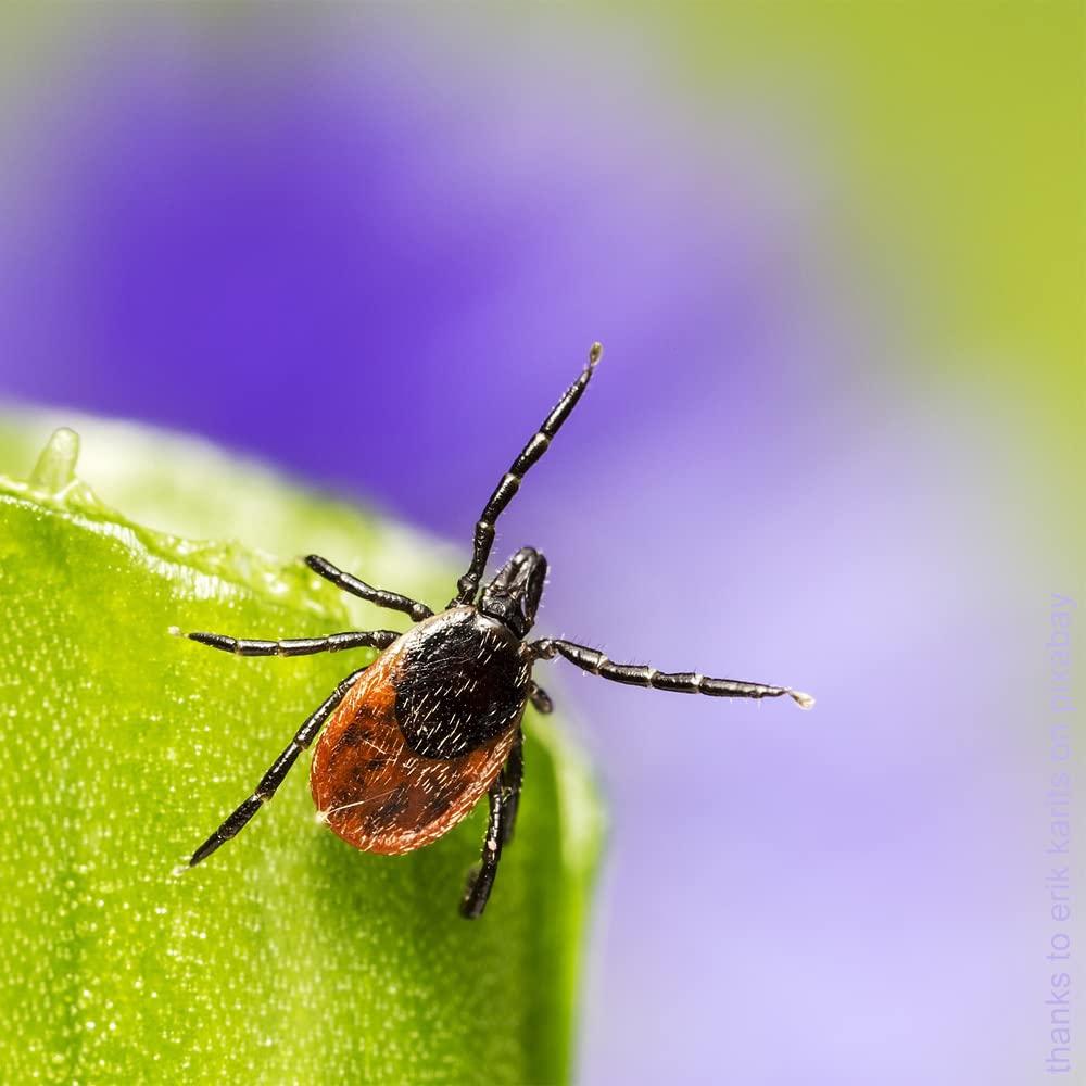 biotraxx Biotraxx Holistic Tincture 7 - Support for Lyme Disease - 13 Herb Intensive Cure - 50ml