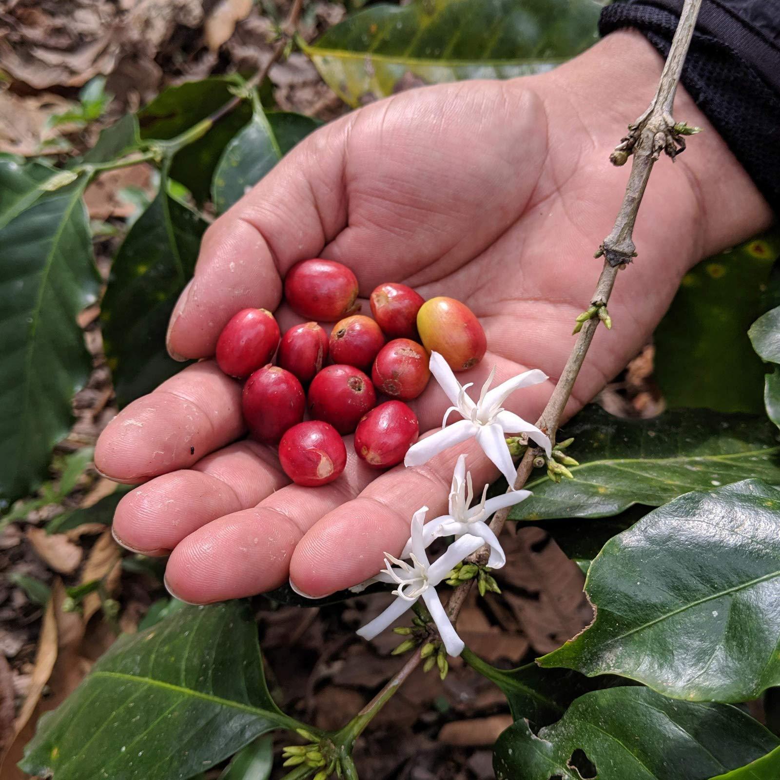Rounton Coffee Rounton Coffee Roasters | 500g Decaffeinated Green Unroasted Coffee Beans | Sparkling Water Process Decaf Beans | Sourced by Rounton Coffee Roasters | Raw Unroasted Coffee Beans for home Roasting