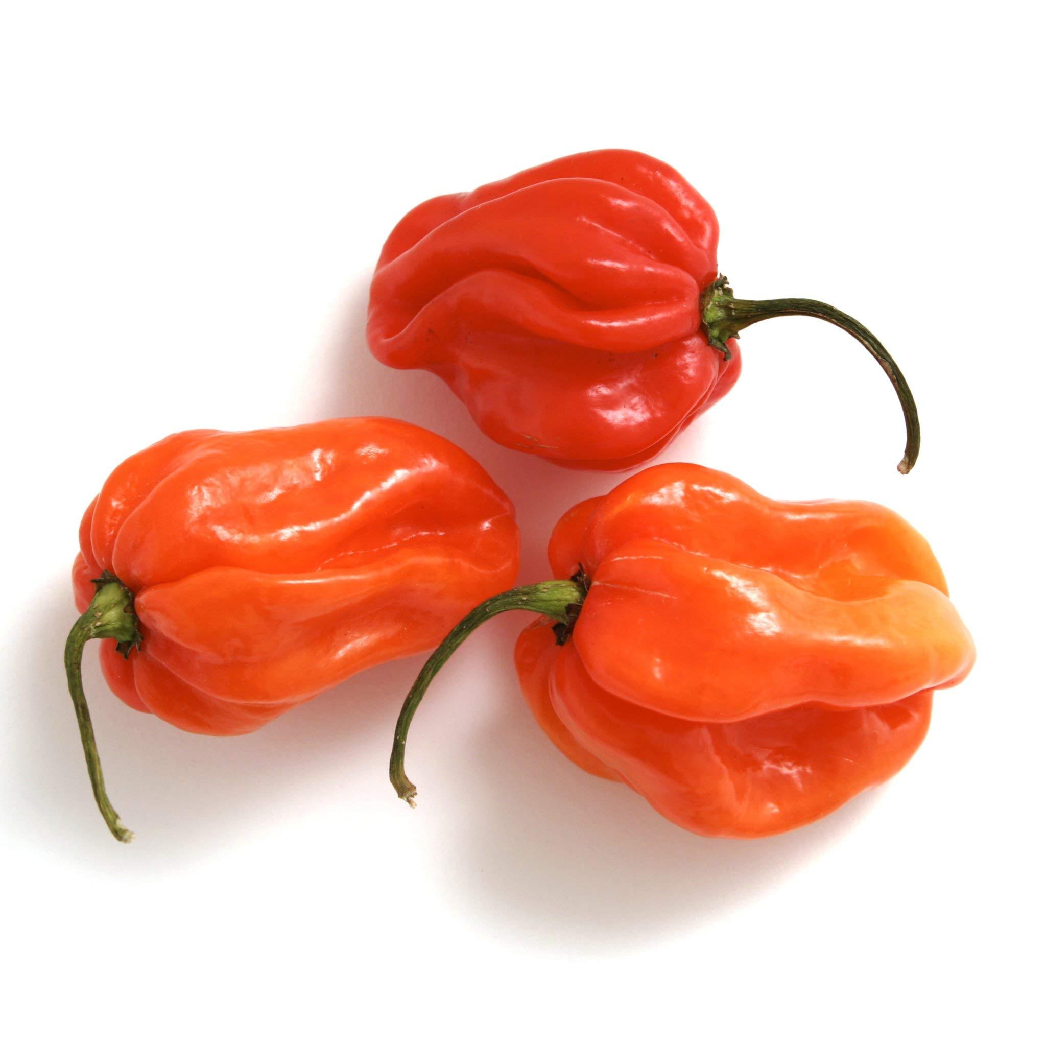 ThaiFoodOnline Fresh Scotch Bonnet Peppers 100g - Imported Weekly from Jamaica