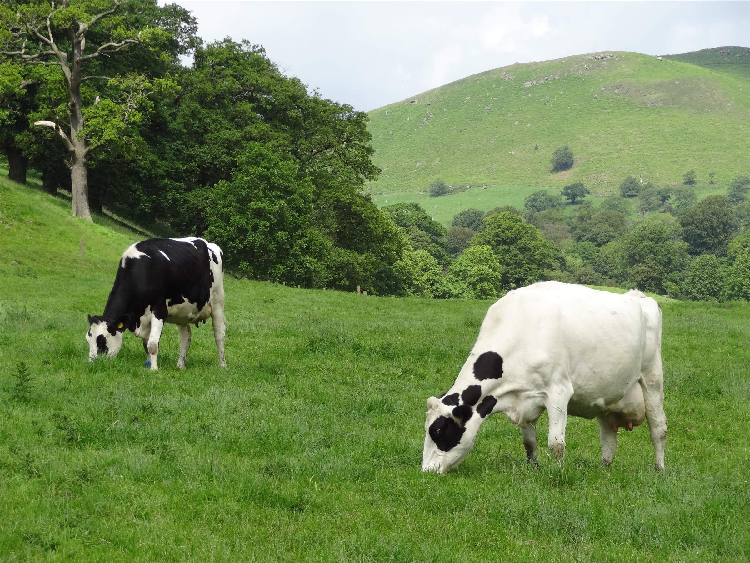 PINK SUN PINK SUN Whey Protein Isolate Powder Unflavoured 1kg (92% protein) Soy Free Grass Fed Gluten Free No Additives Vegetarian Undenatured Non GM Unsweetened Natural Whey UK 1000g