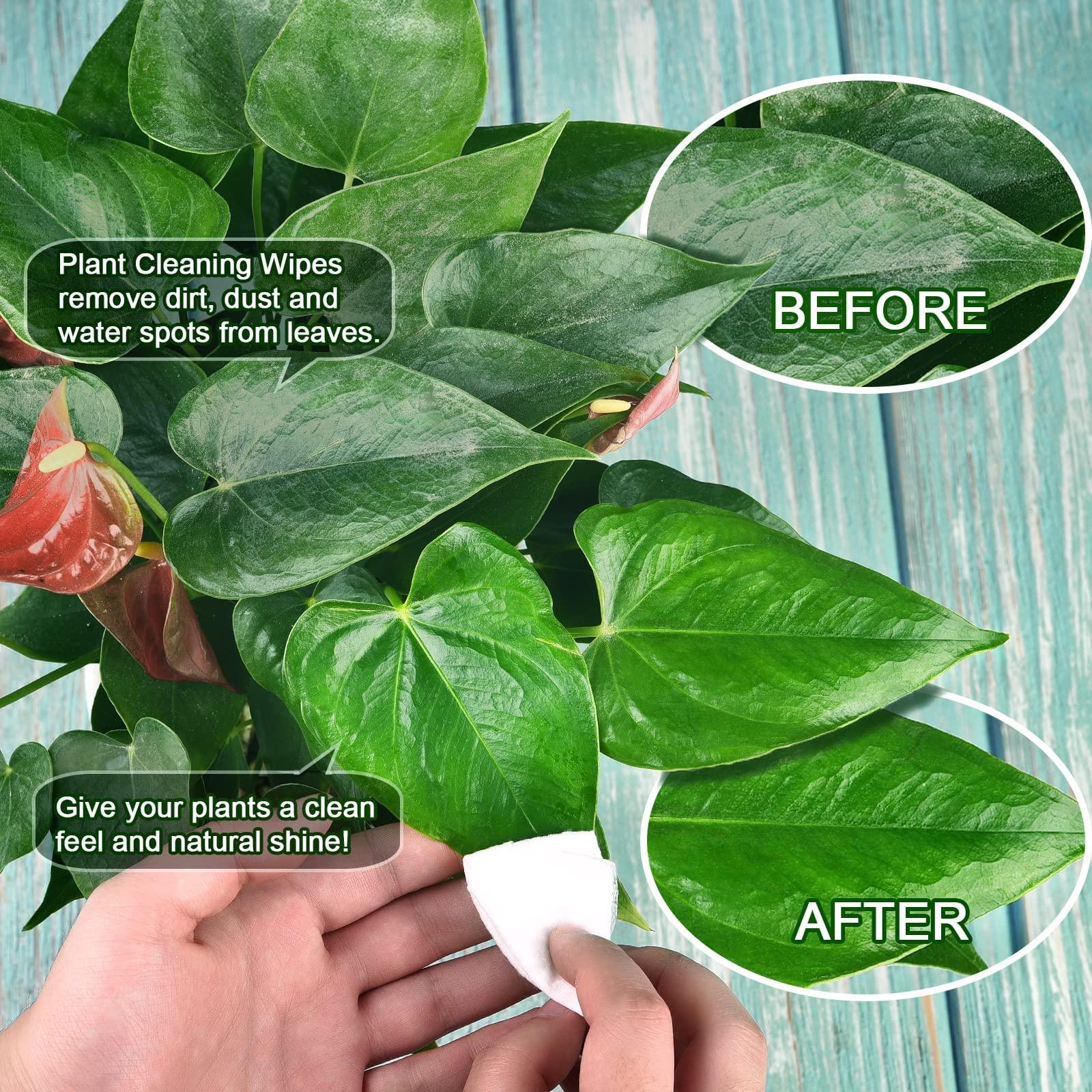 Leopong Leopong Plants Cleaning Wipes for Leaf Shine, Clean and Photosynthesis- Weave Unscented Wipes Perfect Plant Cleaner for Indoor Outdoor Plants | 80 Wipes