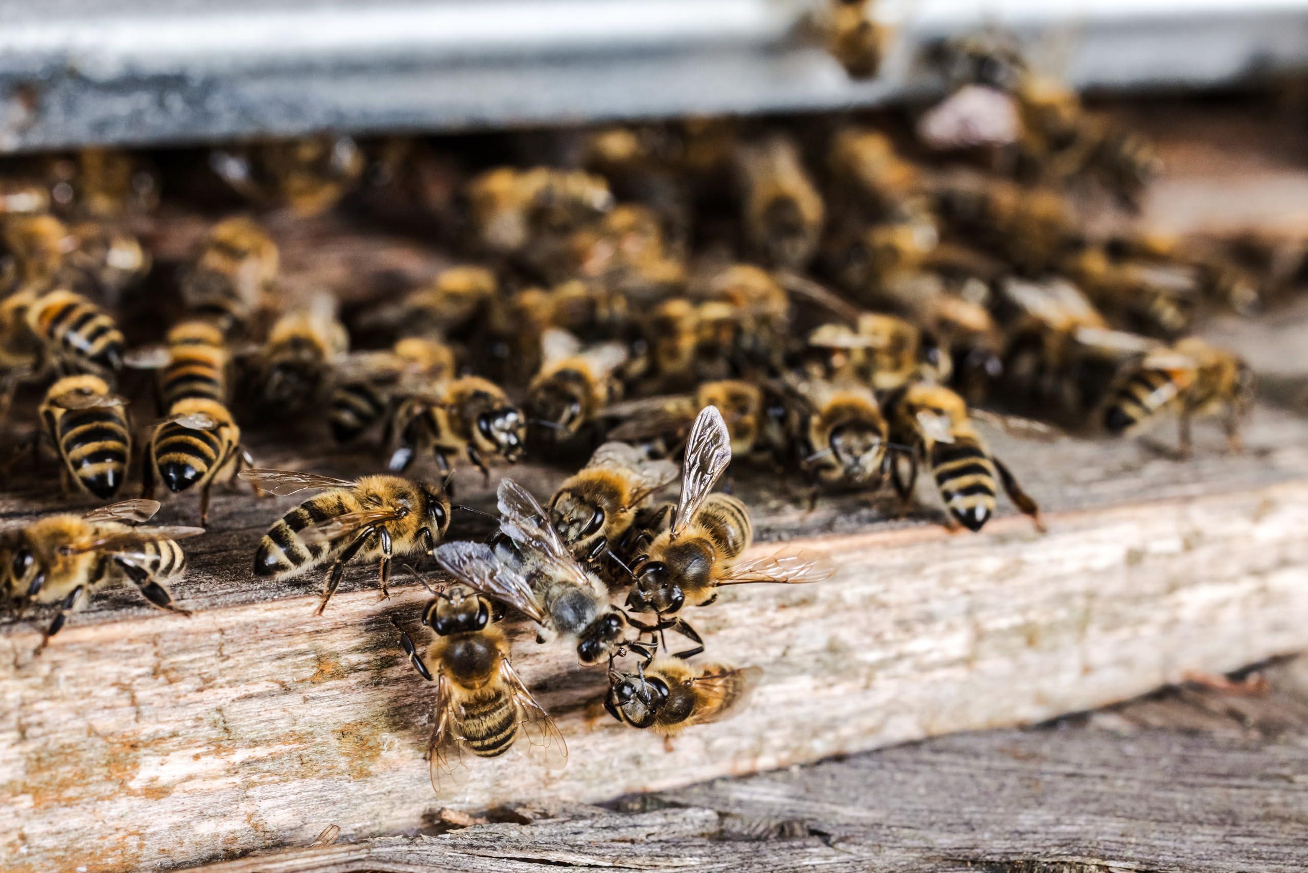 Q honey Pure Raw Honey 1kg Natural Unpasteurised Unfiltered Unheated Forest honey Wildflower Honey