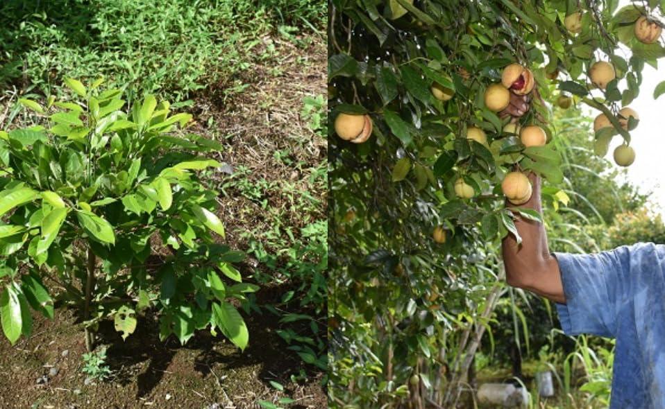 3 T's Nutmeg Oil Pain Reliever Spray