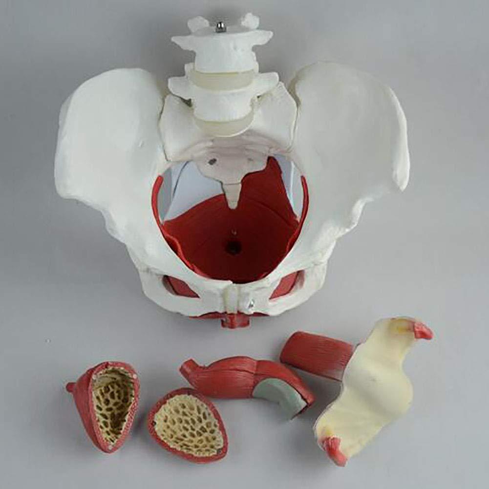 FreshCart Basics Teaching tools,Female Pelvic Belt Muscle Model, Pelvic Structure Bladder Pelvic Floor Muscle Model with Two Sections of Lumbar Spine