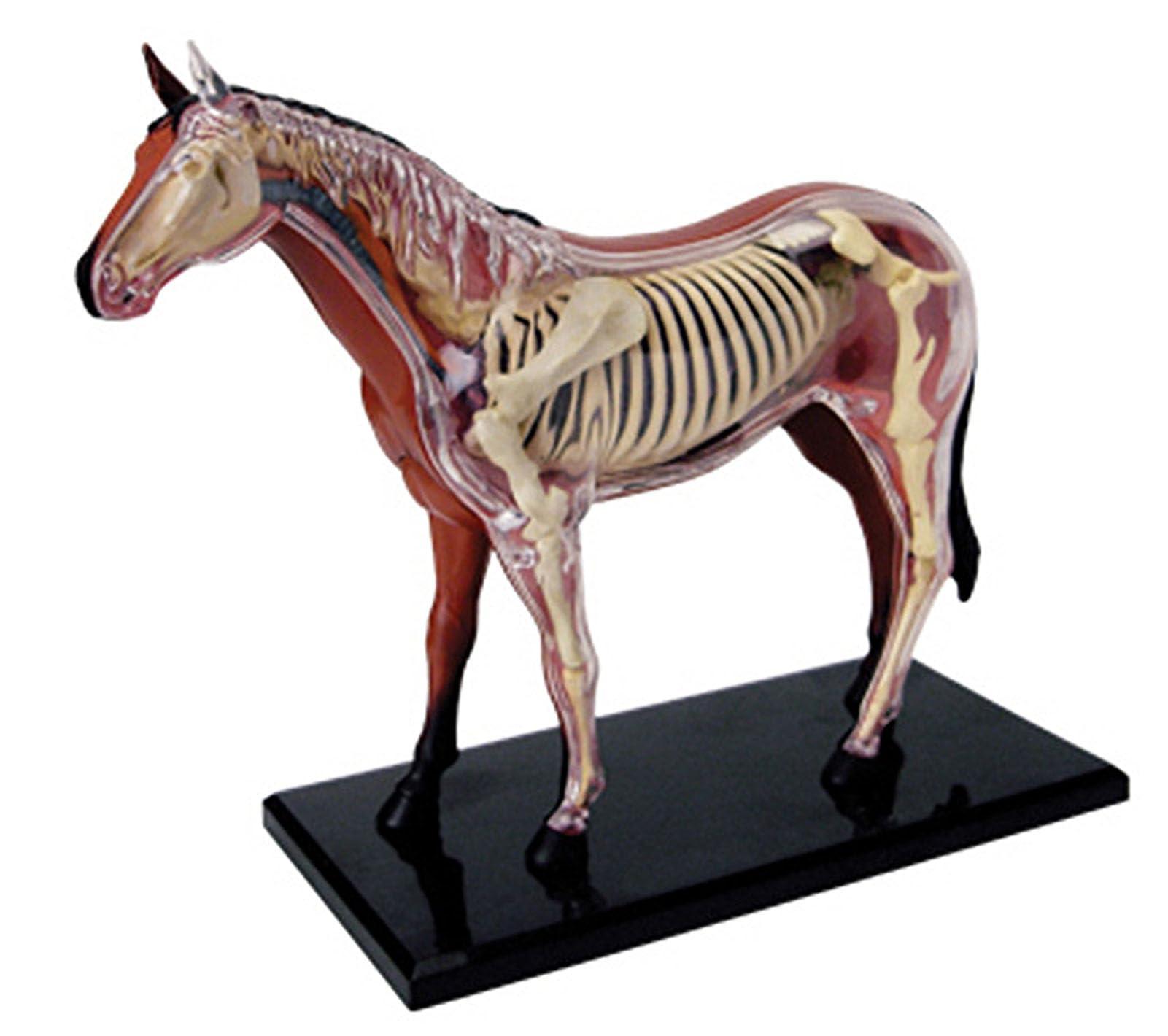 SORECI SORECI 4D Horse Anatomy Model - Animal Skeleton Specimen, Detachable Biology, 26 Parts for Pet Clinic Veterinary TrainingSchool Teaching Demonstration