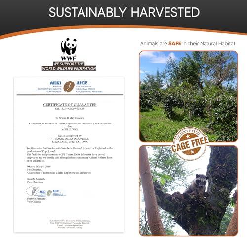 Granell Cafs  1940 Cafs Granell Wild Kopi Luwak Coffee Whole Beans, 100grams (3.5oz)