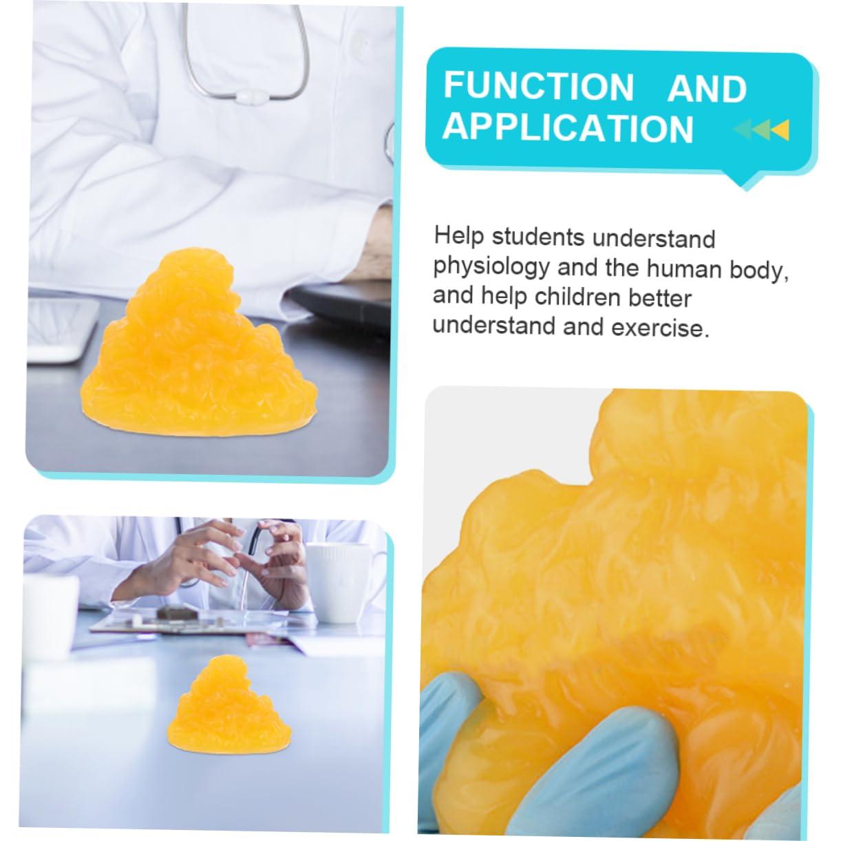 Mobestech Mobestech Fat Model 5 Pound Fat Anatomical Model Fat Male Models Fat 1lb Examination Supplies Maniquin 1 Pound Fat 1 Pound of Fat Teaching Model 5lb Fat Manikin Body Student Component TPE