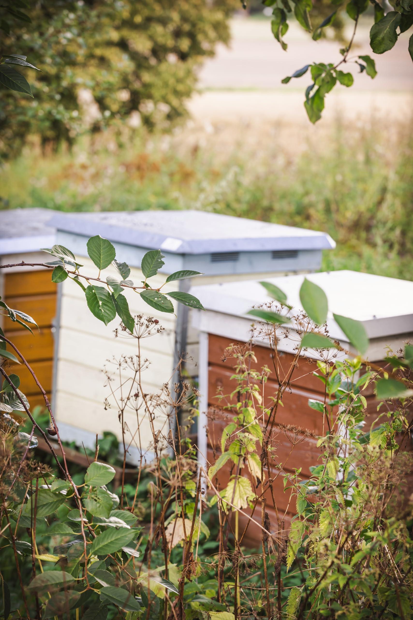 Q honey Pure Raw Honey 1kg Natural Unpasteurised Unfiltered Unheated Forest honey Wildflower Honey