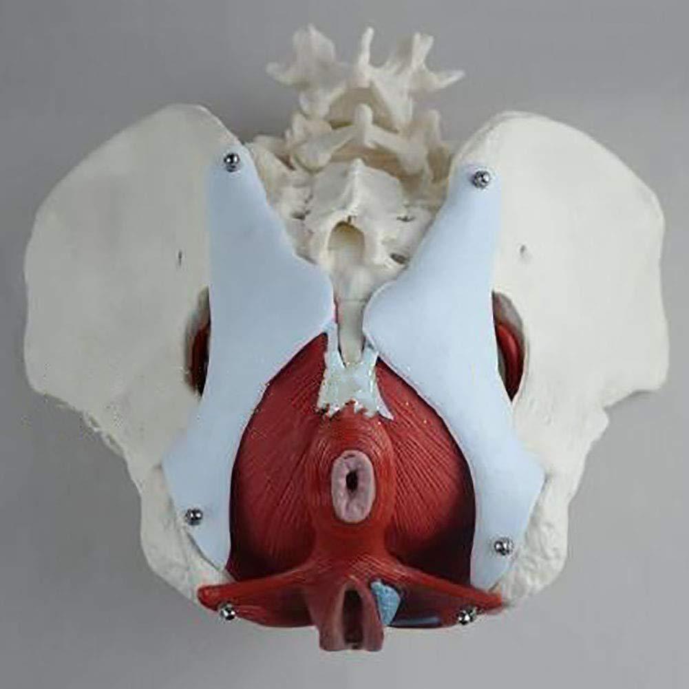 FreshCart Basics Teaching tools,Female Pelvic Belt Muscle Model, Pelvic Structure Bladder Pelvic Floor Muscle Model with Two Sections of Lumbar Spine