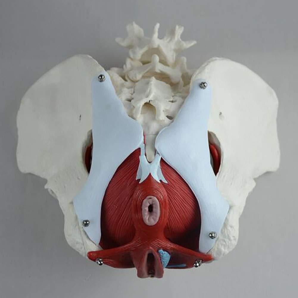 FreshCart Basics Teaching tools,Female Pelvic Belt Muscle Model, Pelvic Structure Bladder Pelvic Floor Muscle Model with Two Sections of Lumbar Spine
