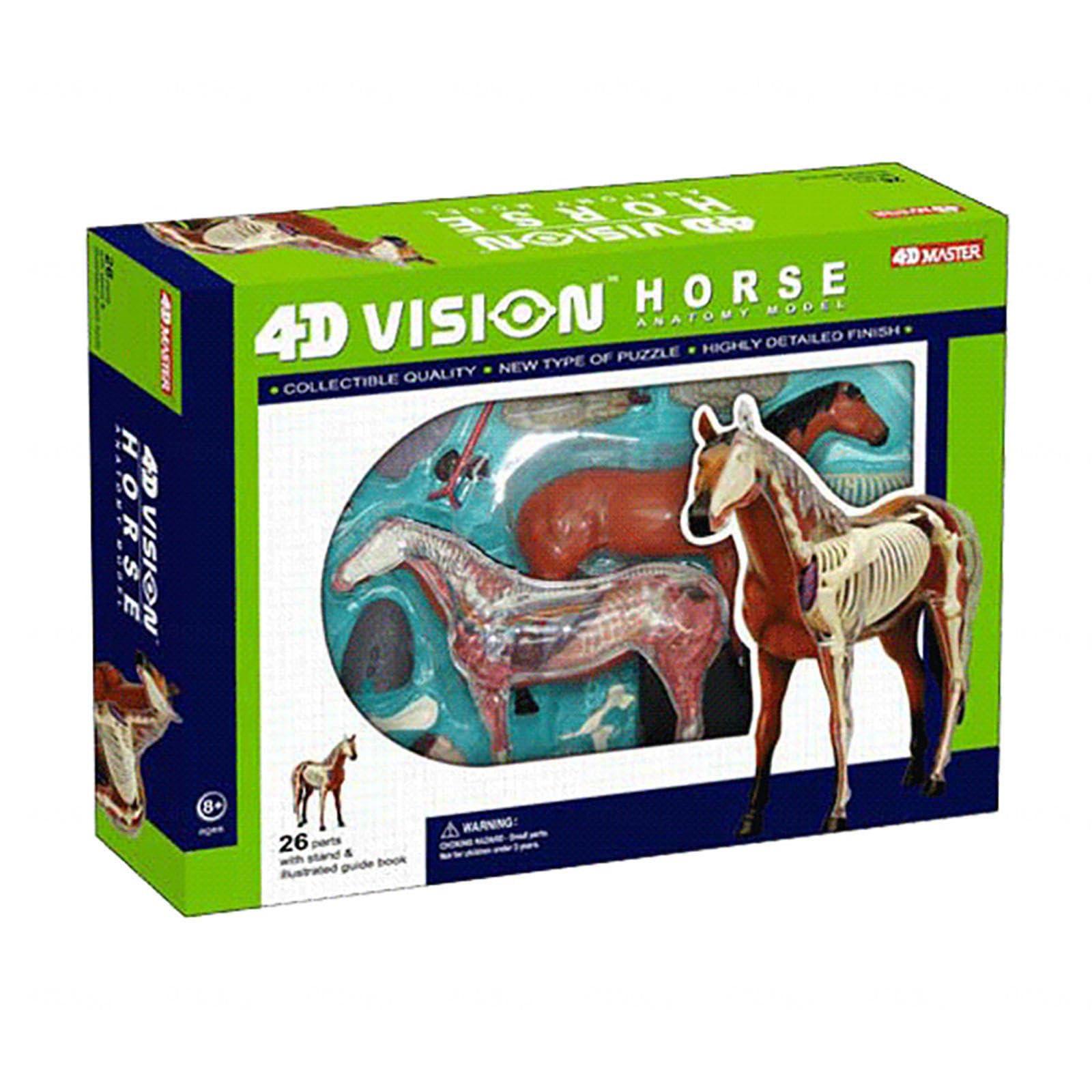 SORECI SORECI 4D Horse Anatomy Model - Animal Skeleton Specimen, Detachable Biology, 26 Parts for Pet Clinic Veterinary TrainingSchool Teaching Demonstration