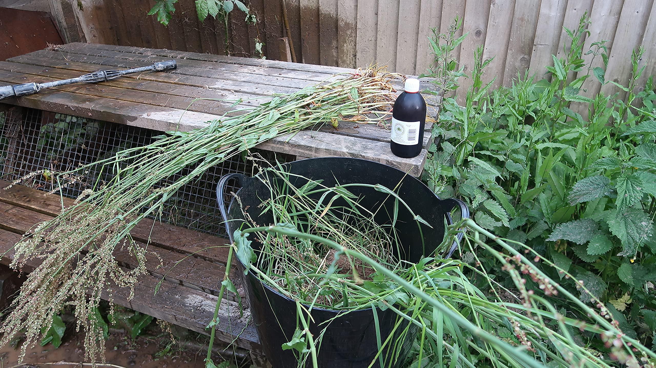 Qualified Naturopath - Professional Practition Caisse Original Formula 4 Herb Tea - 1050 ml (2 x 525 ml) Glass Bottles