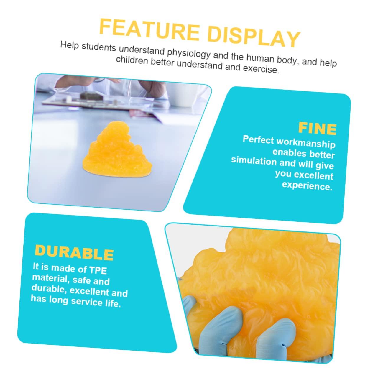 Mobestech Mobestech Fat Model 5 Pound Fat Anatomical Model Fat Male Models Fat 1lb Examination Supplies Maniquin 1 Pound Fat 1 Pound of Fat Teaching Model 5lb Fat Manikin Body Student Component TPE