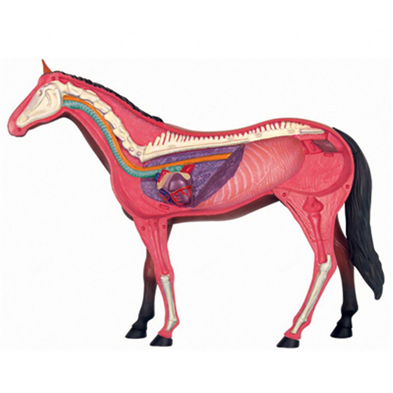 SORECI SORECI 4D Horse Anatomy Model - Animal Skeleton Specimen, Detachable Biology, 26 Parts for Pet Clinic Veterinary TrainingSchool Teaching Demonstration