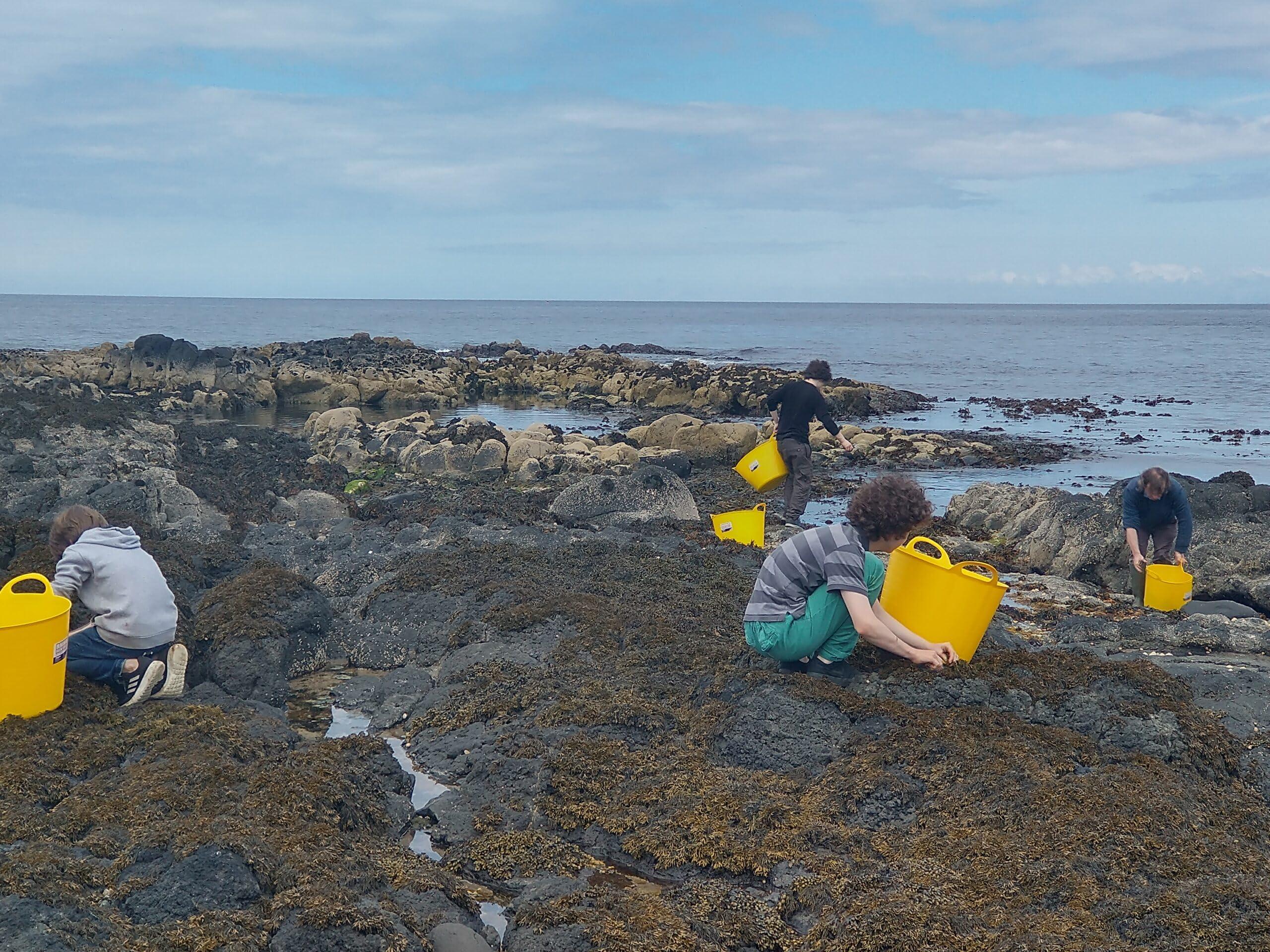 Emerald Isle Organic Irish Seaweed Kelp Seaweed Tablets 500 mg 180 Capsules Certified Organic Harvested in North Atlantic Coast of Ireland