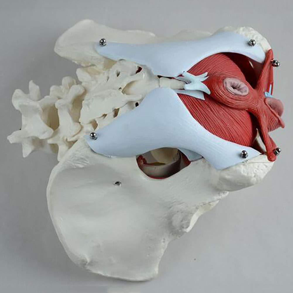 FreshCart Basics Teaching tools,Female Pelvic Belt Muscle Model, Pelvic Structure Bladder Pelvic Floor Muscle Model with Two Sections of Lumbar Spine