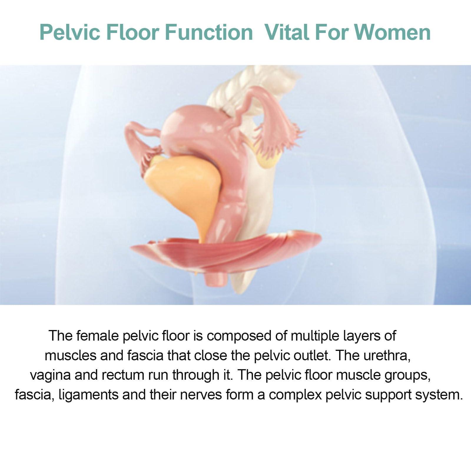 ZyKnaurral ZyKnaurral Electromagnetic Pelvic Floor Muscle Orthosis, Pelvic Floor Muscle Repair Device, Stimulates Pelvic Floor Muscle Contraction 12,000 Times, Targeting Male Prostate Problems