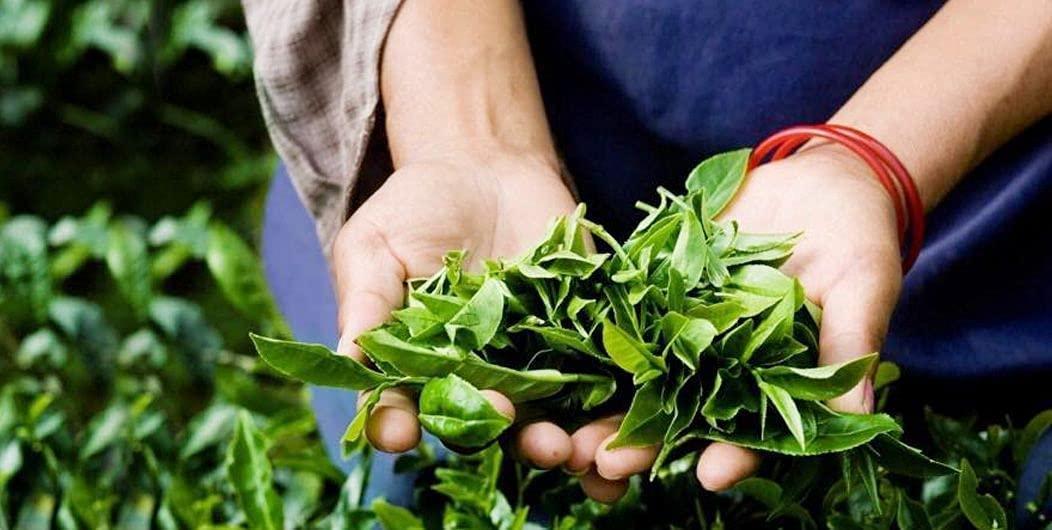 SRILUXE 100% Pure Organic Loose Leaf Green Tea | Green Tea Leaves | Natural Tea High in Antioxidan | (Organic Green Teabags, Multi Pack of 4 x 50 Teabags)