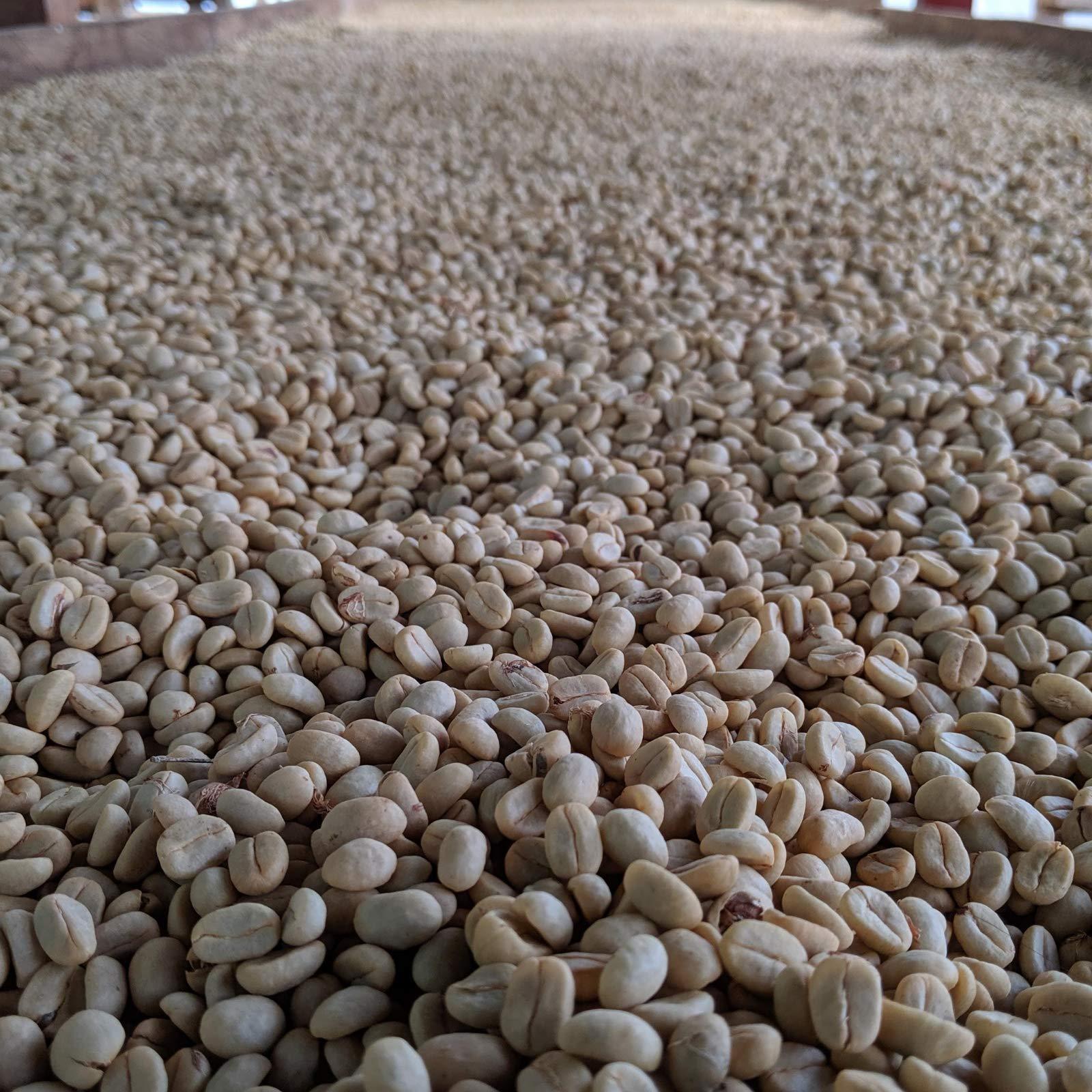 Rounton Coffee Rounton Coffee Roasters | 500g Decaffeinated Green Unroasted Coffee Beans | Sparkling Water Process Decaf Beans | Sourced by Rounton Coffee Roasters | Raw Unroasted Coffee Beans for home Roasting