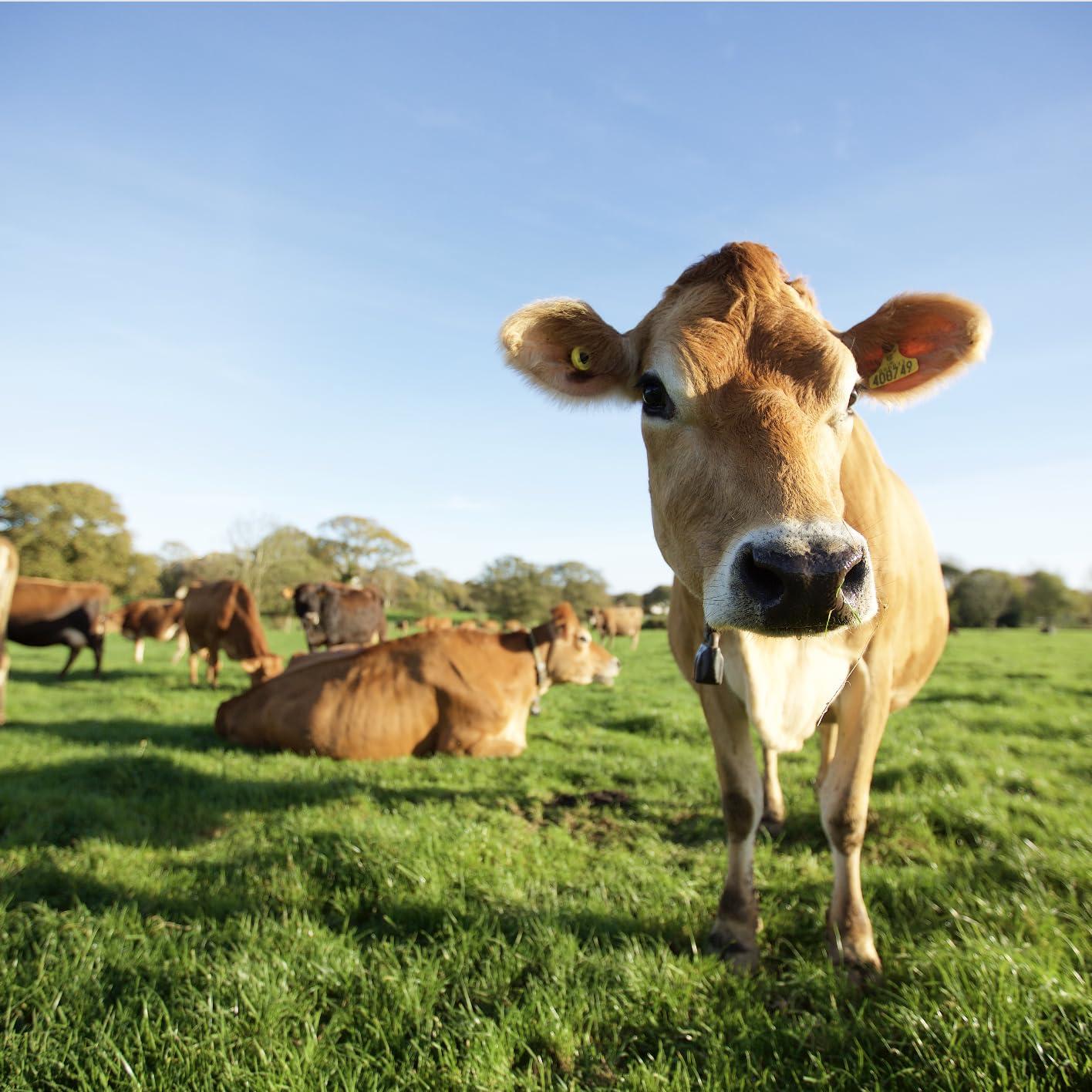 Cooks Professional Cooks Professional Jersey Gold Luxury Ice Cream Mix | Soft Serve | Creamy Taste | Home or Commercial use | Superior Creamy Taste | 1L