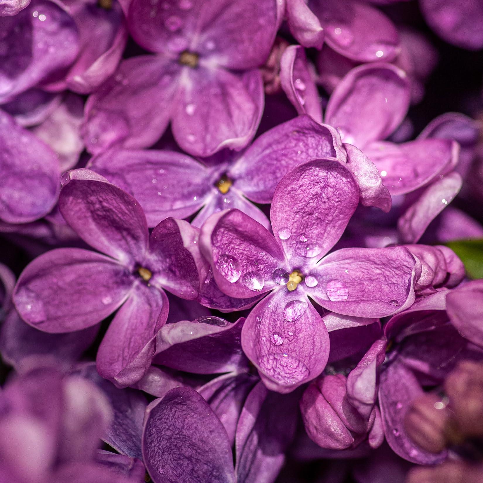 Mathieu Teisseire Teisseire Violet Syrup Special Barman - 1L