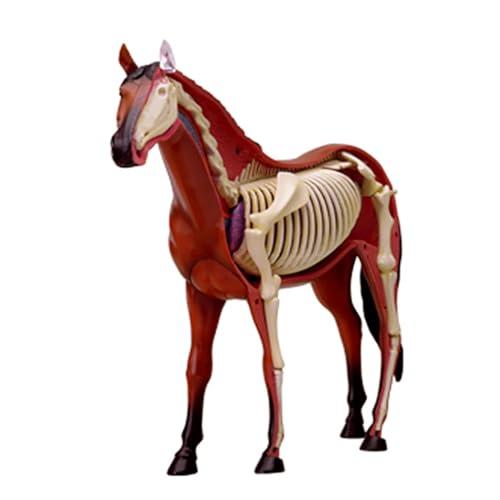 SORECI SORECI 4D Horse Anatomy Model - Animal Skeleton Specimen, Detachable Biology, 26 Parts for Pet Clinic Veterinary TrainingSchool Teaching Demonstration