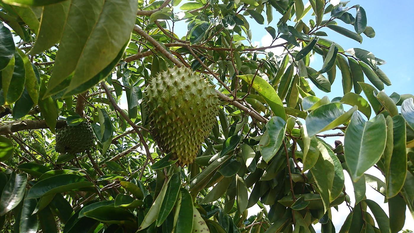 Graviola.de 3 x 100% Soursop Juice - Unfiltered & Vegan 3 x 500ml. Made of 100% Soursop-Pulp. Guanabana. Corossol. Graviola.