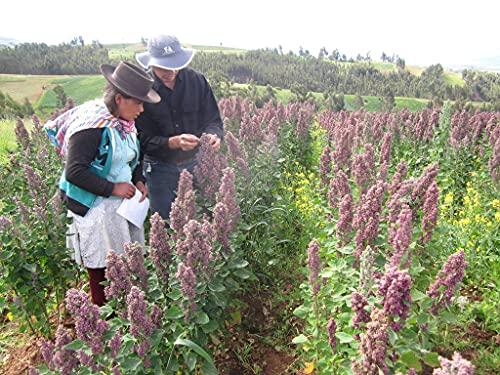 Pachamama-Frchte Organic Quinoa White from Peru, Pachamama Fruits, Superfood Vegan, Gluten Free