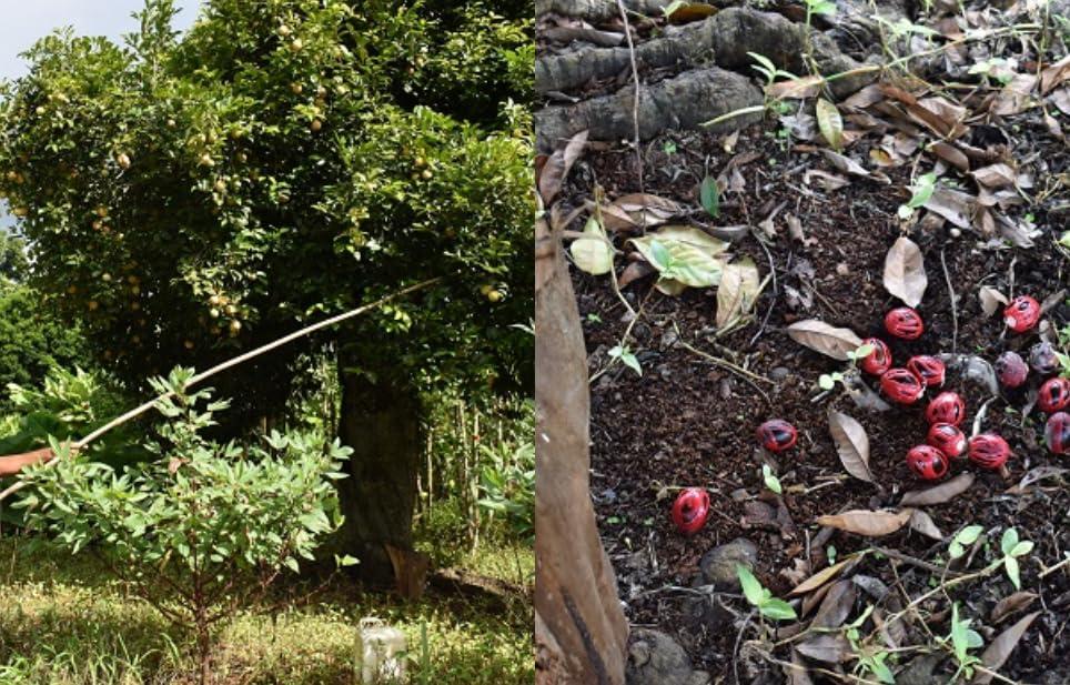 3 T's Nutmeg Oil Pain Reliever Spray