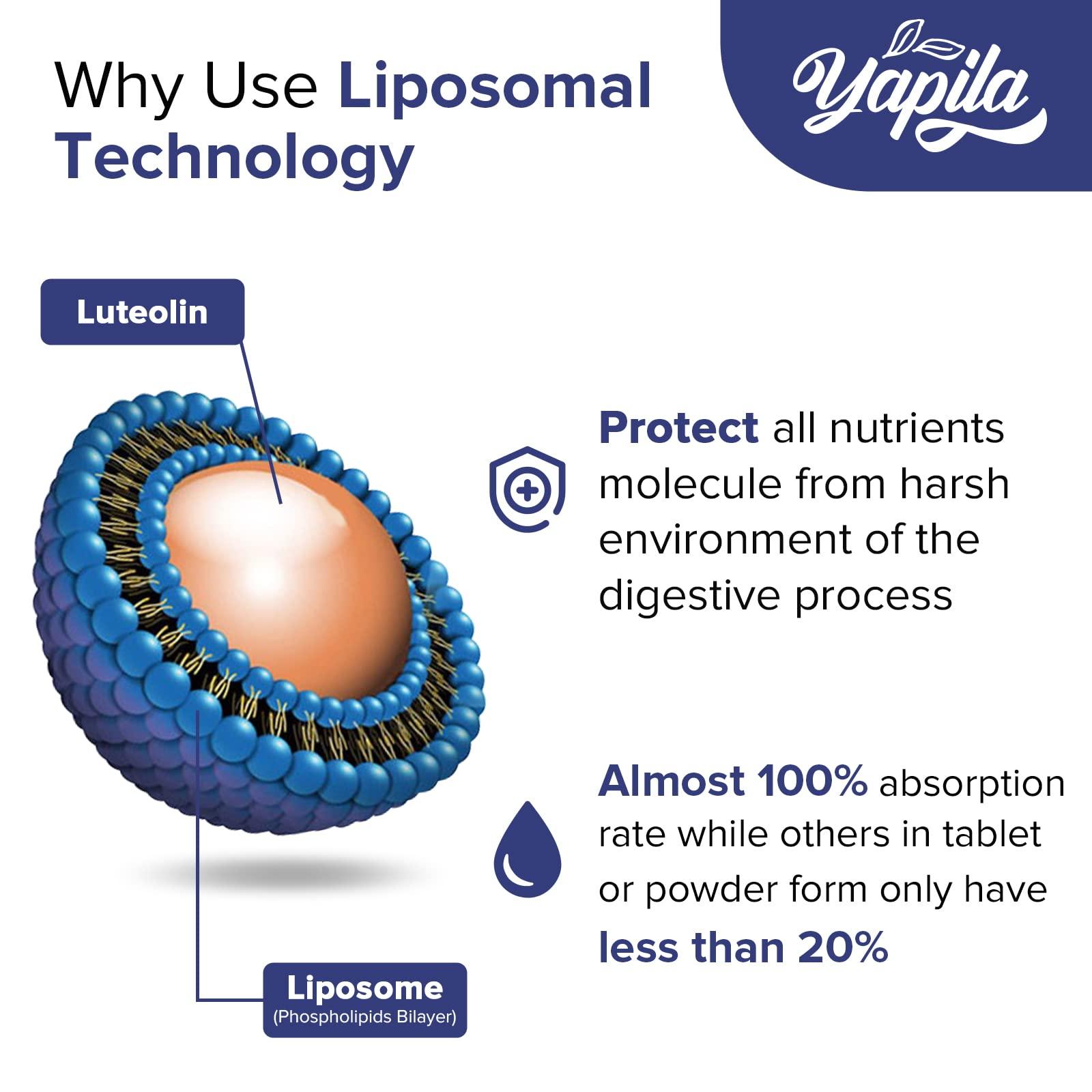 Yapila Liposomal Luteolin Capsules 500mg, Maximum Absorption, High Dose Flavonoid, Antioxidant Supplement, Soy-Free, Glute-Free, Non-GMO