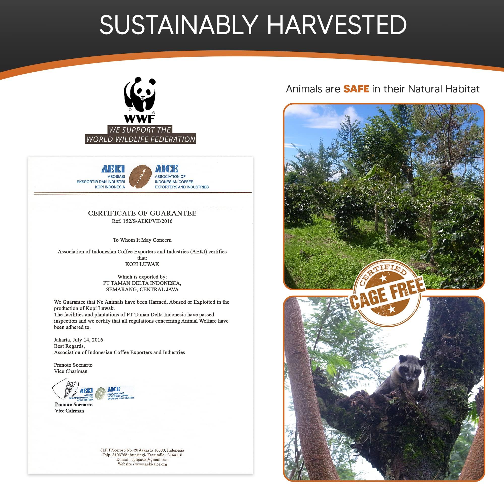 Granell Cafs  1940 Cafs Granell Wild Kopi Luwak Coffee Whole Beans, 100grams (3.5oz)