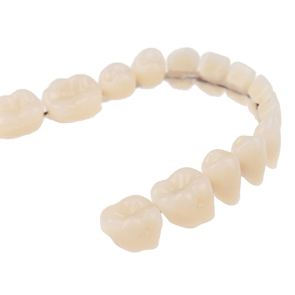 Puco Resin Teeth Denture Upper Lower Shade Artificial Preformed Dentition Care Resin Teeth