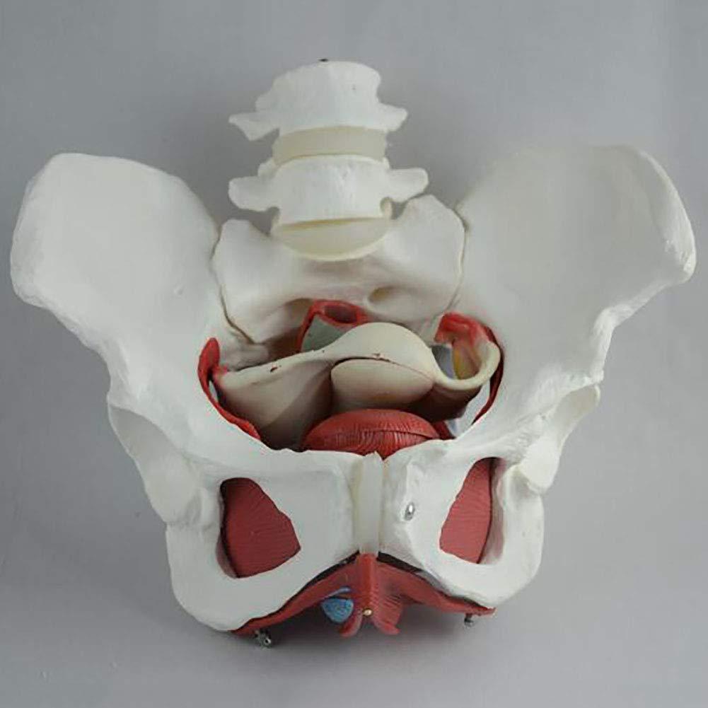 FreshCart Basics Teaching tools,Female Pelvic Belt Muscle Model, Pelvic Structure Bladder Pelvic Floor Muscle Model with Two Sections of Lumbar Spine
