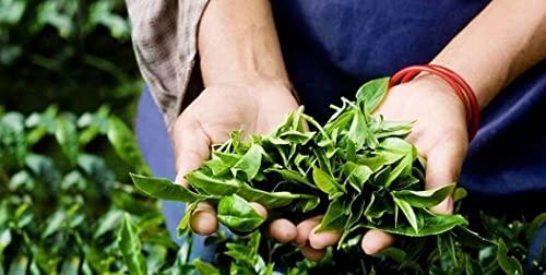 SRILUXE 100% Pure Organic Loose Leaf Green Tea | Green Tea Leaves | Natural Tea High in Antioxidan | (Organic Green Teabags, Multi Pack of 4 x 50 Teabags)