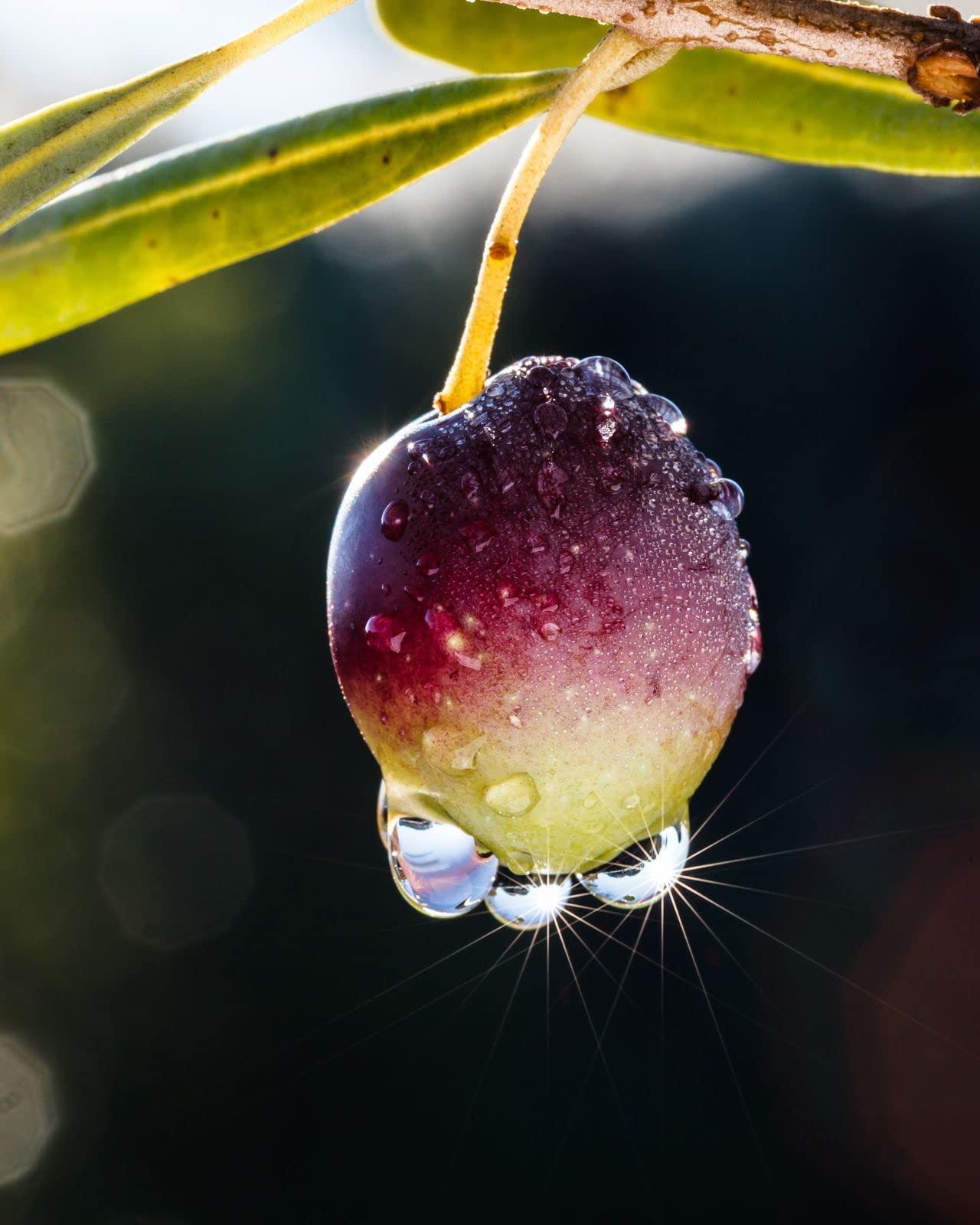 LA ESPAOLA LA ESPAOLA - Extra Virgin Olive Oil Made from 100% Spanish Olives. 5 l Bottle