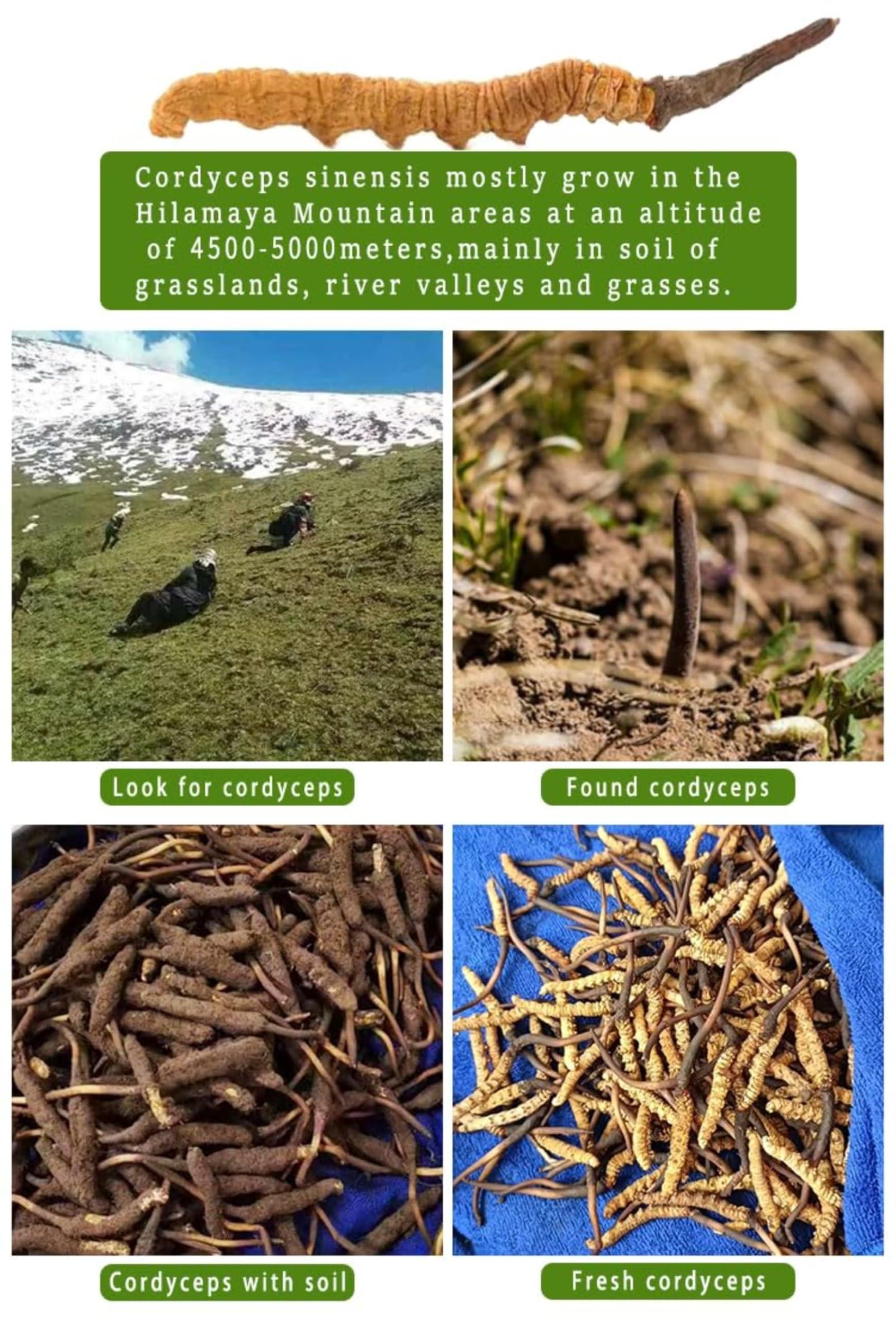 HQZMCTE Premium Chinese Herbal Tea Healthy Tea Dried Tien Cordyceps 1g /Box Natural Raw Cordyceps Sinensis Militaris Mushroom