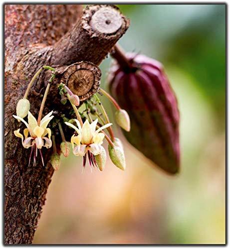 firetree Firetree, Tasting Gift Box (7 x 25g bars)