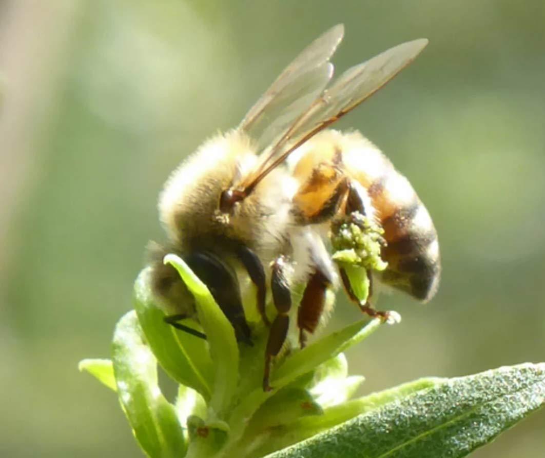 Propol-Mel 100 g Organic Brazil Green Propolis - 100% Natural, Direct from Beekeeper, Raw and Clean